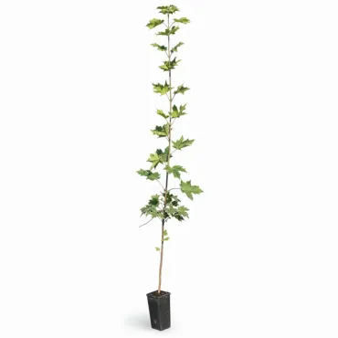 Arțar (Acer platanoides)