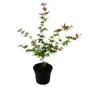 Arțar japonez Phoenix (Acer palmatum Phoenix)