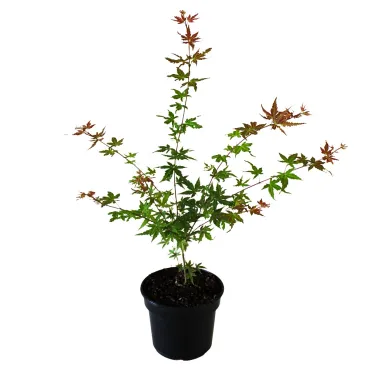 Arțar japonez Phoenix (Acer palmatum Phoenix)