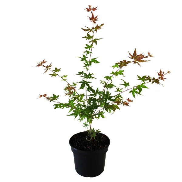 Arțar japonez Phoenix (Acer palmatum Phoenix)