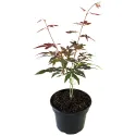 Arțar japonez roșu (Acer palmatum Atropurpureum)