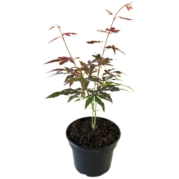 Arțar japonez roșu (Acer palmatum Atropurpureum)