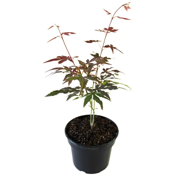 Arțar japonez roșu (Acer palmatum Atropurpureum)