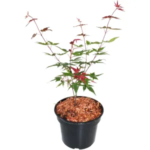 Arțar japonez Beni Maiko (Acer palmatum Beni Maiko)