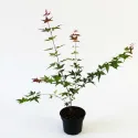 Arțar japonez Deshojo (Acer palmatum Deshojo)