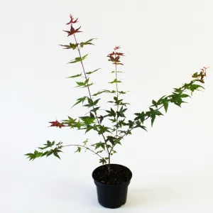 Arțar japonez Deshojo (Acer palmatum Deshojo)