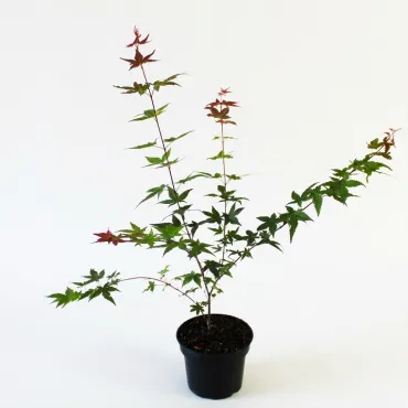 Arțar japonez Deshojo (Acer palmatum Deshojo)