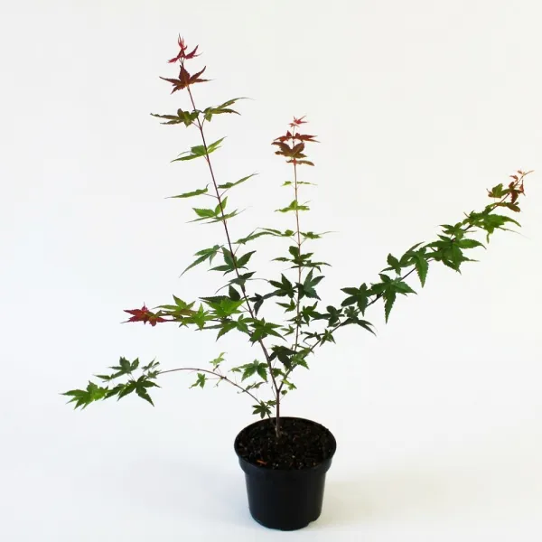 Arțar japonez Deshojo (Acer palmatum Deshojo)