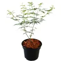 Arțar japonez Emerald Lace (Acer palmatum Emerald Lace)