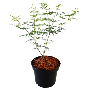 Arțar japonez Emerald Lace (Acer palmatum Emerald Lace)