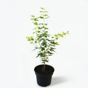 Arțar japonez Katsura (Acer palmatum Katsura)