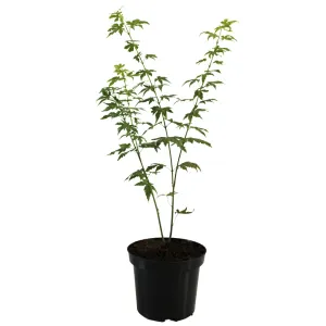 Arțar japonez Orange Dream (Acer palmatum Orange Dream)