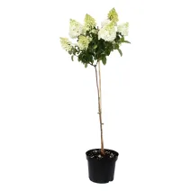 Hortensia paniculată pomișor (pe tulpină) Hercules® la ghiveci 5L
