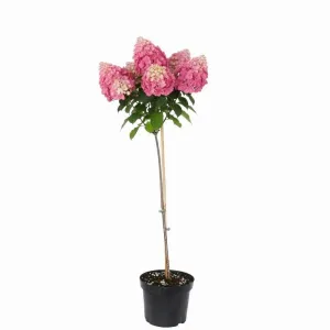 Hortensia paniculată pomișor (pe tulpină) Vanilla Fraise® la ghiveci 5L
