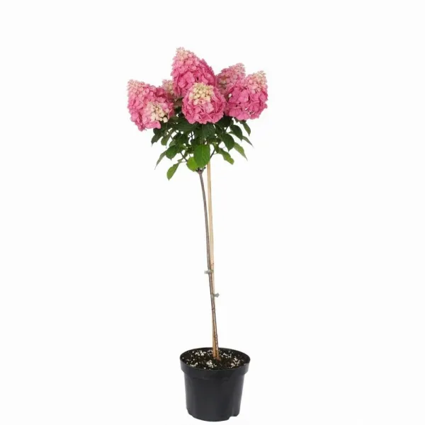 Hortensia paniculată pomișor (pe tulpină) Vanilla Fraise® la ghiveci 5L