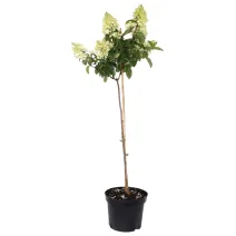Hortensia paniculată pomișor (pe tulpină) Bombshell® la ghiveci 5L