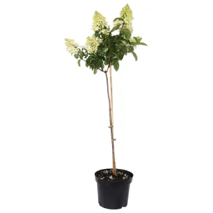Hortensia paniculată pomișor (pe tulpină) Bombshell® la ghiveci 5L