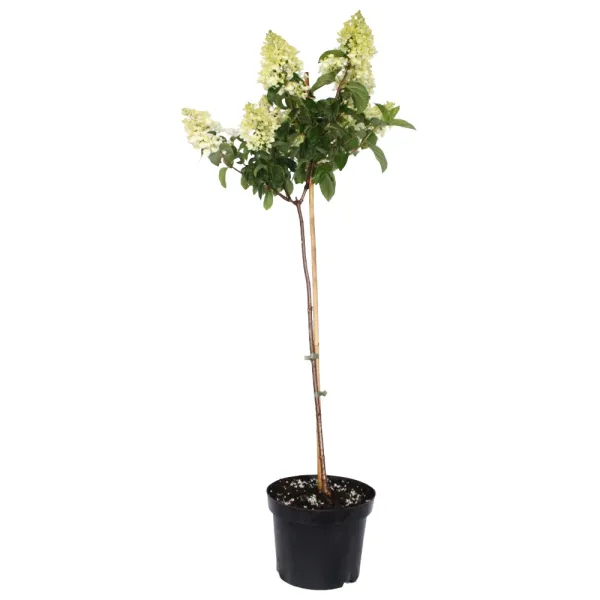 Hortensia paniculată pomișor (pe tulpină) Bombshell® la ghiveci 5L