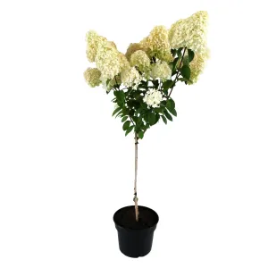 Hortensia paniculată pomișor (pe tulpină) Bobo® la ghiveci 5L
