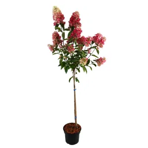 Hortensia paniculată pomișor (pe tulpină) Candelight® la ghiveci 5L