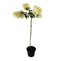 Hortensia paniculată pomișor (pe tulpină) Polar Bear® la ghiveci 5L