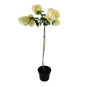 Hortensia paniculată pomișor (pe tulpină) Polar Bear® la ghiveci 5L