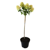 Hortensia paniculată pomișor (pe tulpină) Limelight® la ghiveci 5L