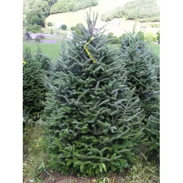 Brad fraseri (Abies fraseri) la ghiveci P6
