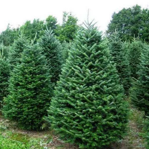 Brad balsamea (Abies balsamea) la ghiveci C1