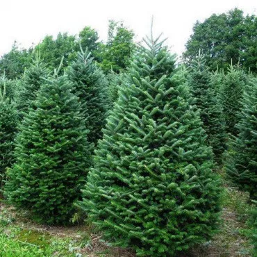 Brad balsamea (Abies balsamea) la ghiveci C1