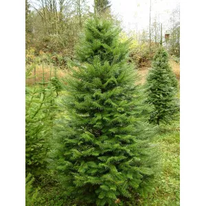 Brad grandis (Abies grandis) la ghiveci C1
