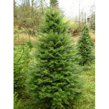 Brad grandis (Abies grandis) la ghiveci C1