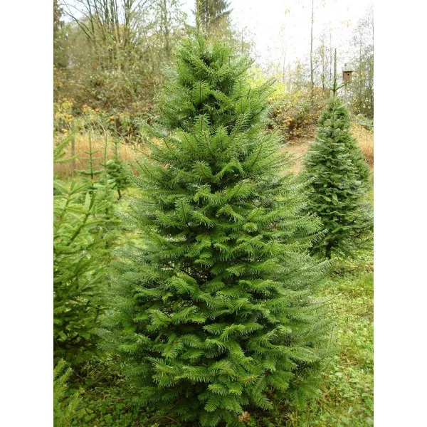 Brad grandis (Abies grandis) la ghiveci C1