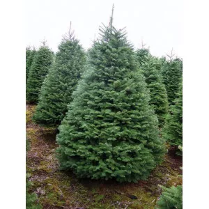 Brad procera (Abies procera) la ghiveci C1
