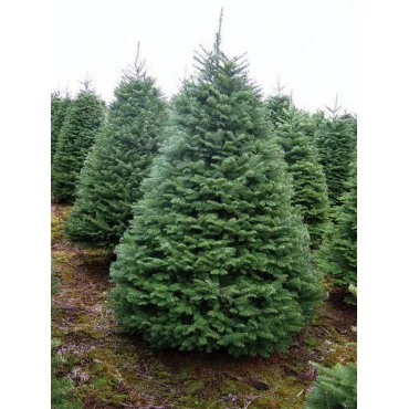 Brad procera (Abies procera) la ghiveci C1