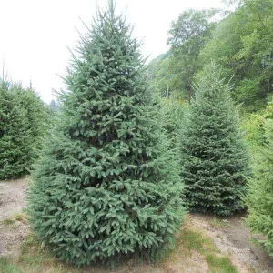Molid alb canadian (Picea glauca Nova Scotia) la ghiveci C1