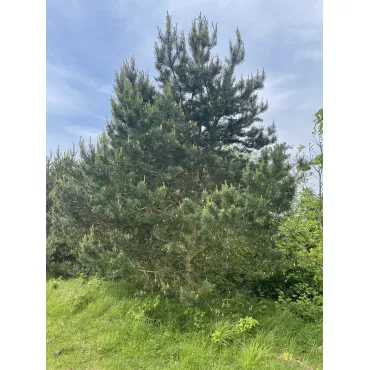 Pin silvestru (Pinus sylvestris) la ghiveci C1
