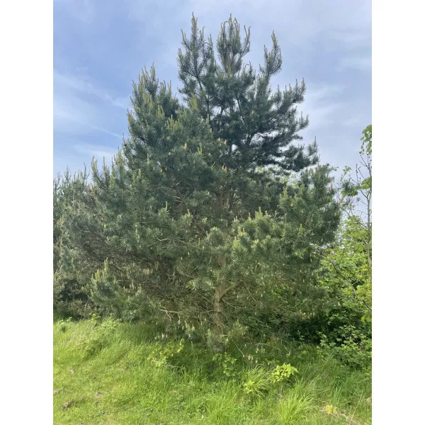 Pin silvestru (Pinus sylvestris) la ghiveci C1