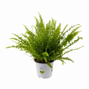 Ferigă verde Sevilla, ghiveci 12 cm ®