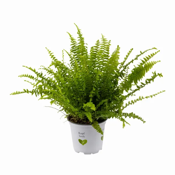 Ferigă verde Sevilla, ghiveci 12 cm ®