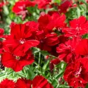 Semințe de Garoafă turcească Scarlet Beauty
