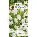 Semințe de Lathyrus odoratus (Sângele voinicului) alb