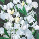 Semințe de Lathyrus odoratus (Sângele voinicului) alb