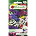 Semințe de Limonium sinuatum (Sărăturică) mix multicolor