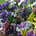 Semințe de Limonium sinuatum (Sărăturică) mix multicolor