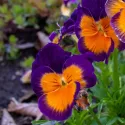 Semințe de Panseluțe Orange Violet