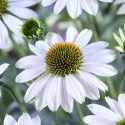 Semințe de Rudbeckia (Bulgări de soare) albă