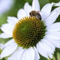 Semințe de Rudbeckia (Bulgări de soare) albă