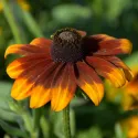 Semințe de Rudbeckia (Bulgări de soare) mix multicolor