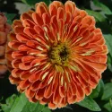 Semințe de Zinnia (Cârciumăreasă) Eldorado